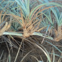 Spinifex littoreus (Burm.f.) Merr.